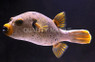 Gray Freckled Dogface Pufferfish :: 26526