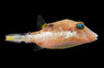 Caribbean Sharpnose Pufferfish