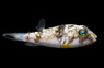 Sand Pufferfish