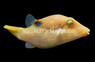 Bennett's Sharpnose Pufferfish