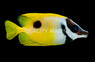 One Spot Foxface Rabbitfish