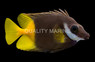Bicolor Foxface Rabbitfish