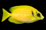 Blue Spotted Rabbitfish