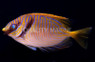 Two Bar Rabbitfish