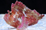 Red Leaf Scorpionfish