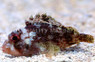 Sculpin Scorpionfish :: 28007
