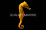 Reidi Seahorse, Yellow Aquacultured