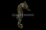 Lined Seahorse