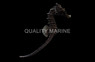 Lined Seahorse