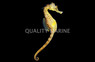 Pot Belly Seahorse, Male