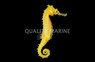Barbouri Seahorse, Male