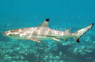 Black Tip Reef Shark