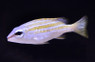 Common Bluestripe Snappers