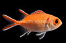 Black Bar Soldierfish :: 30503
