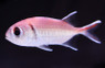 Black Bar Soldierfish :: 30503