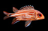 Crown Squirrelfish