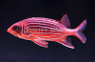 Striped Red Soldierfish :: 30521