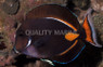 Achilles Tang, Adult