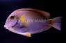 White Freckled Tang