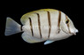 Convict Tang
