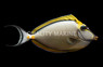 Blonde Naso Tang w/Streamer