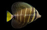 Sailfin Tang