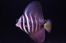 Sailfin Tang