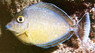 Bluespine Unicorn Tang, Juvenile