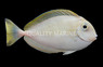 Vlamingii Naso Tang, Sub Adult