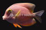 Indian Gold Ring Bristletooth Tang