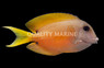 Two Spot Bristletooth Tang