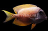 Two Spot Bristletooth Tang