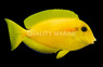 Orange Shoulder Tang, Sub Adult