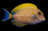 Dussumier Tang