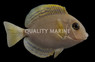 Yellowfin Tang