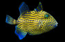 Blue Line Triggerfish