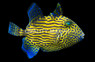 Blue Line Triggerfish
