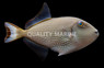 Blue Throat Triggerfish, Female
