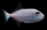 Blue Throat Triggerfish, Female