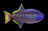 Blue Throat Triggerfish, Male