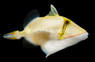 Bursa Triggerfish