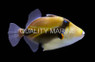 Humu RecTangle Triggerfish