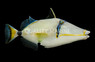 Lunula Triggerfish