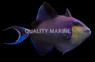 Red Toothed Triggerfish