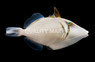 Boomerang Triggerfish