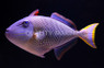 Crosshatch Triggerfish, Female