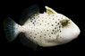 Yellow Margin Triggerfish