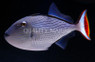Striped Triggerfish