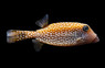 Spotted Boxfish, Female