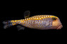 Spotted Boxfish, Male